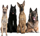 Gruppe 1: Hüte- und Treibhunde, ohne Schweizer Sennenhunde fci-gruppe 1