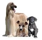 Gruppe 10: Windhunde fci-gruppe 10