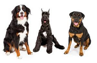 Gruppe 2: Pinscher und Schnauzer, Molossoide, Schweizer Sennenhunde und andere fci-gruppe 2