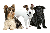 Gruppe 3: Terrier fci-gruppe 3