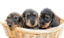 Gruppe 4: Dachshunde fci-gruppe 4