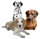 Gruppe 6: Lauf- und Schweißhunde und verwandte Rassen fci-gruppe 6