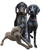 Gruppe 7: Vorstehhunde fci-gruppe 7