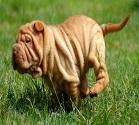 Shar-Pei - Rasse-Portrait Shar-Pei