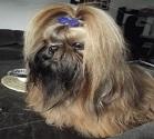 Shih Tzu - Rasse-Portrait Shih Tzu
