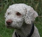 Spanischer Wasserhund - Rasse-Portrait Spanischer Wasserhund