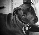 Staffordshire Bullterrier - die Hunderasse im Portrait Staffordshire Bullterrier