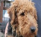 Welsh Terrier - Rasse-Portrait Welsh Terrier