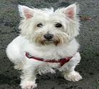 West Highland White Terrier - die Hunderasse im Portrait West Highland White Terrier