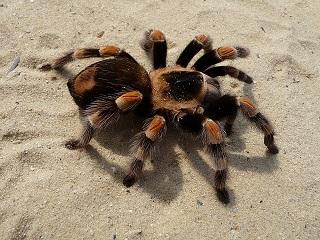 Vogelspinne