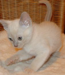 Tierfoto einer Burmakatze Burmakatze - Tierfoto