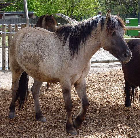 Dülmener Pony Reit- und Pferdehof der Wilhelma Dülmener Pony