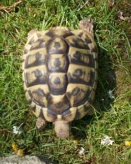 Griechische Landschildkröte Kleinanzeige Beispiel Griechische Landschildkröte zu kaufen