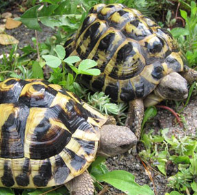 Griechische Landschildkröten Kleinanzeige Beispiel Griechische Landschildkröten zu kaufen