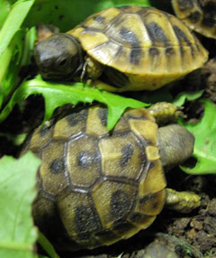 Griechische Landschildkröten Kleinanzeige Beispiel Griechische Landschildkröten Babys zu kaufen