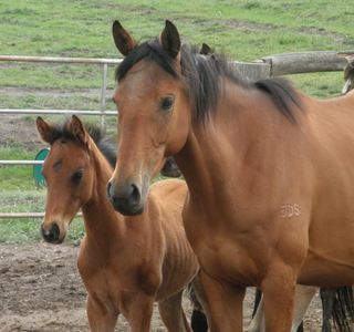 Pferd und Fohlen Beispiel Foto Pferd und Fohlen Foto