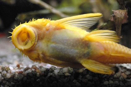 Fische für das Aquarium Fischarten Überblick markt.de