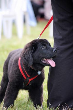 33+ Neufundländer Hund Charakter