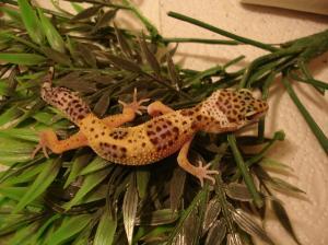 Geckos kaufen und verkaufen bei markt.de echsen, gecko