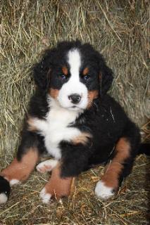 Berner Sennenhund Rasseportrait - Charakter, Farben und ...