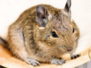 Degu kaufen & verkaufen bei markt.de Degu