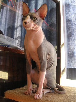 Katzenratgeber Sphynx-Katze