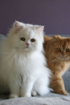 Katzenratgeber Perserkatzen