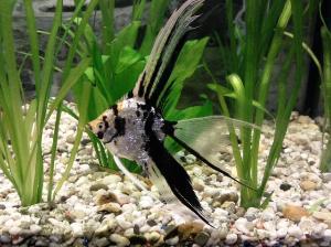 Fische kaufen und verkaufen bei markt.de aquarium, fische