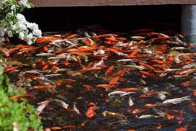 Beliebteste Fische für den Gartenteich markt.de