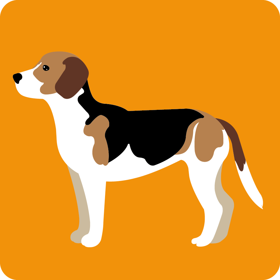 Der Beagle Harrier - die Hunderasse im Portrait Bild Beagle Harrier
