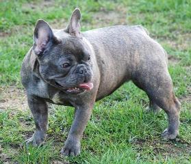 Franz. Bulldogge kaufen und verkaufen bei markt.de hunde, bulldogge