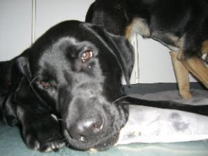 hunde