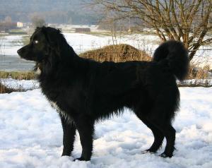 Doggy Im Stehen Doggy Im Stehen