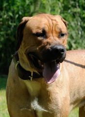hunde