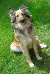 hunde kaufen