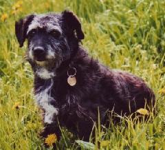 Hunde entlaufen/zugelaufen bei markt.de Hunde entlaufen/zugelaufen bei markt.de