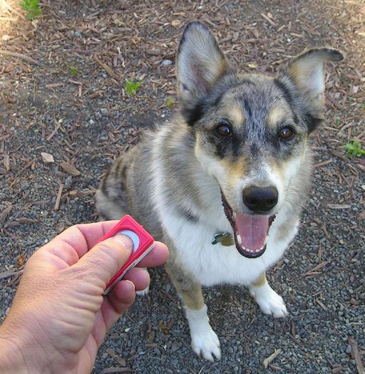 hunde_clickertraining