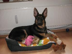 Hundesitter suchen und finden bei markt.de hunde, hundesitter
