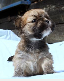 Viel größer wird dieser Hund nicht mehr Kleinbleibender Hund