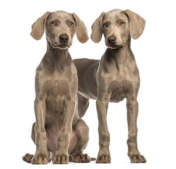 Bild von zwei Weimaranern Bild von zwei Weimaranern