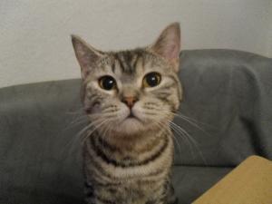katzen