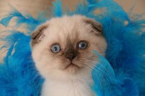 Untertemperatur Katze Untertemperatur Katze