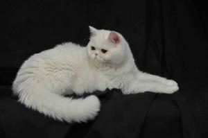 katzen