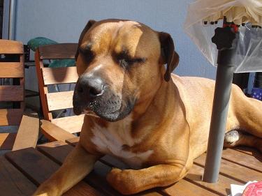 Boxer Rottweiler Mix Boxer Rottweiler Mix