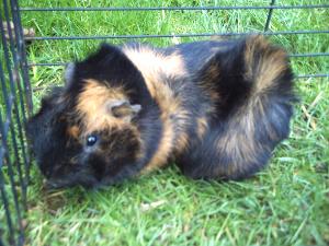 Meerschweinchen kaufen und verkaufen bei markt.de meerschweinchen