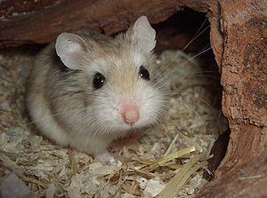Hamster kaufen und verkaufen bei markt.de Hamster