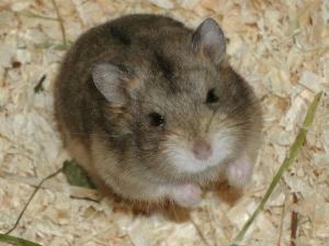 Hamster kaufen und verkaufen bei markt.de Hamster