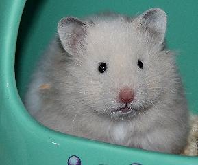 Hamster kaufen und verkaufen bei markt.de Hamster
