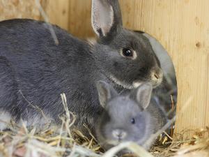 Kaninchen kaufen und verkaufen bei markt.de kaninchen