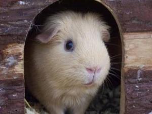 Meerschweinchen kaufen und verkaufen bei markt.de meerschweinchen